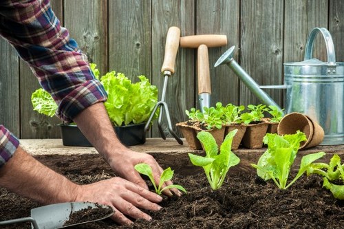 Elmers End garden maintenance with trimmed hedges and borders