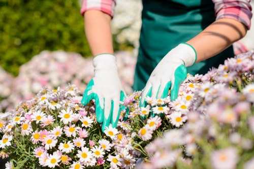 Healthy residential lawn care in Elmers End with neat green grass