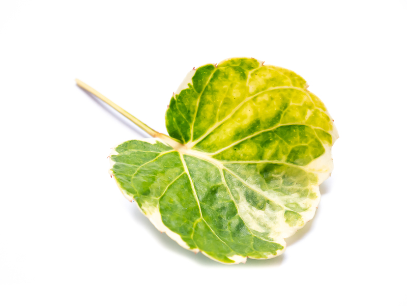 garden design garden