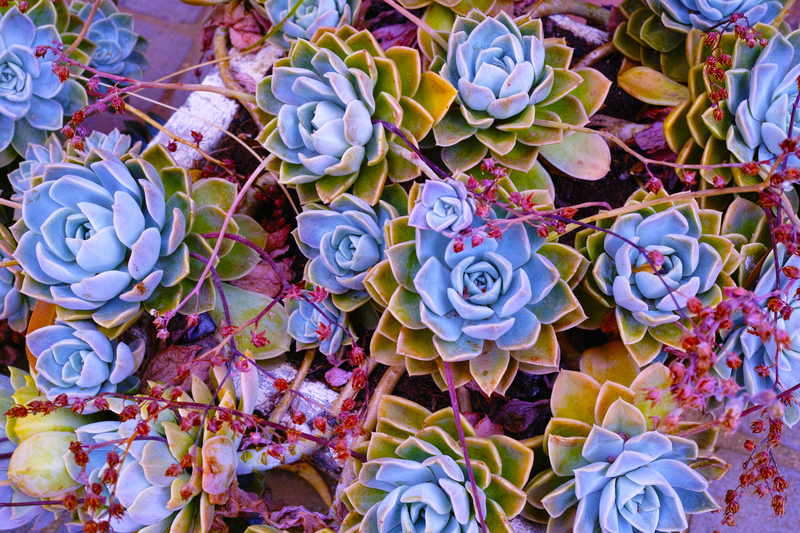 lawn care garden